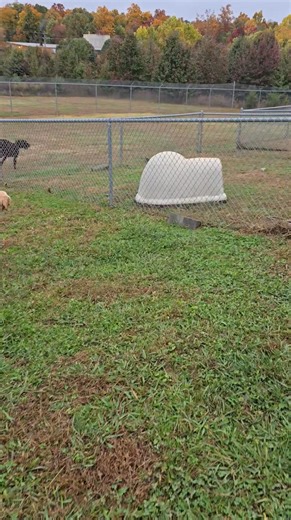 7.1K views · 182 reactions | Humane Society of Jefferson County, TN on Reels | Facebook