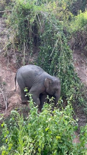 Ger Ger 🐘💚🫰 #changchill #elephant #ethical #wildlife #nature #cute #animals