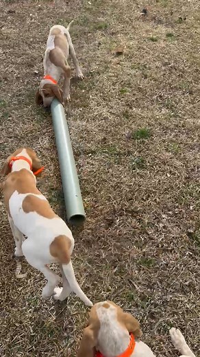 Training tailored for hounds! Check out @houndaddict on TikTok!!! And also Houndaddict.com for some hound gear! | Hound Addict Outdoors