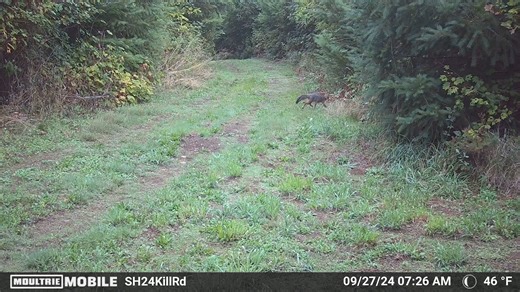 2.6K views · 71 reactions | Gray fox family…. . . Moultrie Products | Scott & Tiffany Haugen - Hunting, Fishing, Cooking | Facebook