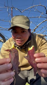 Kamote is famous in japan as YAKIMO, its popular in winter season #fyp #kamote #japan #winter #food #vlog #viral | Piolong Pagod トニー
