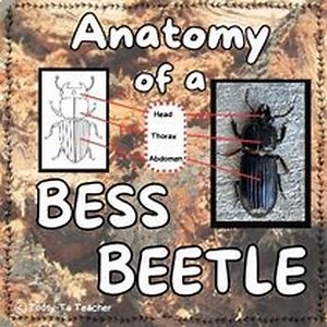 The Anatomy of a Bess Beetle Section 2