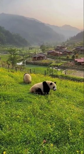 "Panda Playtime: Rolling Down Hills in a Dreamy Village! 🐼💚"