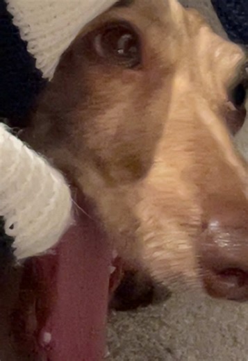 He really flew #rip #fyp #viral | the dog video