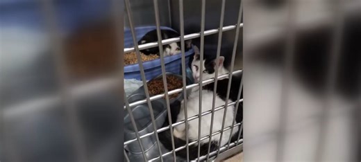 44 cats rescued from hoarding situation, humane society calls for volunteers to help socialize them