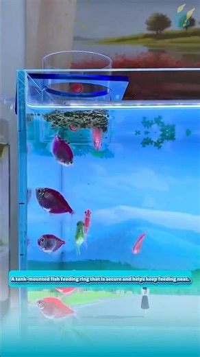 A tank-mounted fish feeding ring that is secure and helps keep feeding neat