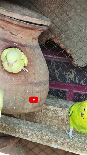 Most Beautiful Budgies Chirping 🐦 | Cute & Happy Parakeet Sounds #budgies #birdsong #birdsounds