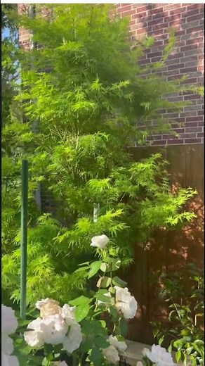 Seiryu Japanese Maple in suburban Houston #japanesemaple #shadegarden