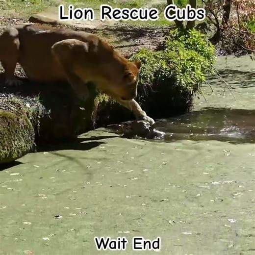 Lion Mother rescue lion cubs | #lion #lioncubs #animals #asiaticlion #bigcatswildlif #wildlife