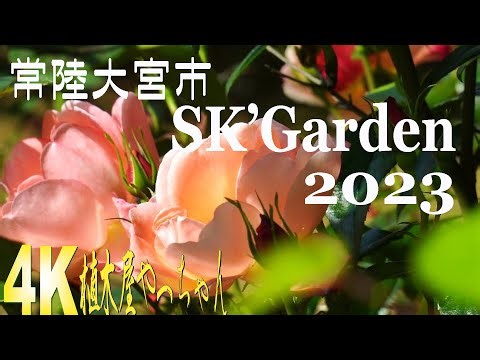 常陸大宮市SK' Garden 2023-1 バラ
