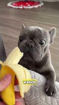 Top 3 Small Dog Breeds That Are PERFECT for Families