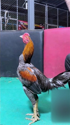 agile and responsive chicken types #chicken #chicken #animals #funny #fyp