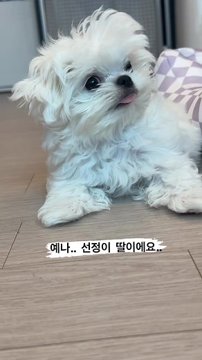 뭐..뭐라고..?! #강아지 #말티즈 #출생의비밀 #알아버렸다 #충격