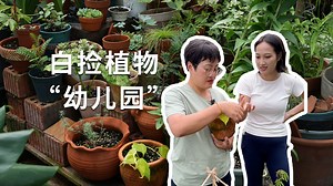 花园工作新体验，白捡植物“幼儿园”