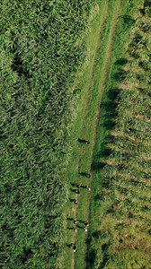 Discover the captivating history of Saint-Pierre, Martinique. Join our curated four-hour trek through the city's heritage, culminating in a terroir experience at Depaz distillery. Taste the trademark rum, an exquisite blend of tradition and innovation. Immerse yourself in the spirit of Saint-Pierre – where every step is a journey through time, and every sip is a taste of the island's rich history. #ExploraJourneys #OceanStateOfMind | Explora Journeys