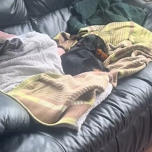 The LAZIEST Dogs in the world are right here | Pets Lab