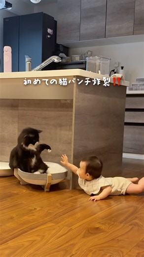 初めて記念⌇猫パンチを喰らった赤ちゃん👶🏻🥊｜大型猫｜ラガマフィン