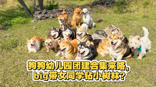 狗狗幼儿园团建合集来咯，big带女同学钻小树林