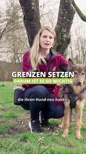 Davor haben viele Hundehalter Sorge. 👇 Viele Hundehalter, die einen neuen Hund haben, befürchten, dass sie beim Begrenzen etwas Schlimmes tun. Dass der Hund so das Vertrauen verliert, sich nicht wohlfühlt oder eine Antipathie dem Menschen gegenüber entwickelt. Das ist natürlich Quatsch, weil gerade Grenzen dafür sorgen, dass die Beziehung nochmal stabilisiert wird und dass man wirklich vertrauen kann. Daher fange ich bei meinen Hunden vom ersten Tag damit an, kleinere Grenzen zu setzen – und da