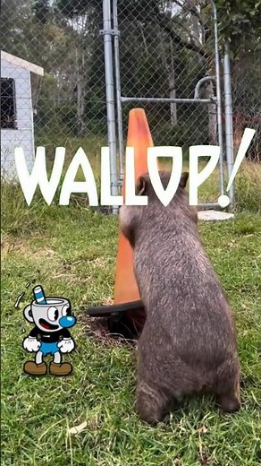 Cuphead Real Life #29 - The Lazy Wombat 🐾👀