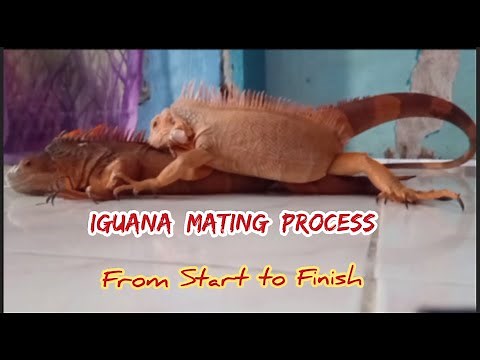 Iguana MATING Process, From Start To Finish (John & Jinny)