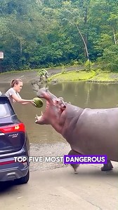 Top 5 Most Dangerous Animals In The World ! | TOP 10