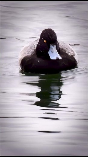 Lesser Scaup (Male) - A Quick Dip