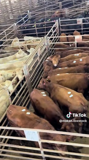 It’s sale day! 1,000 head of quality heifers, bred cows, pairs and breeding bulls sell today starting at 1 PM. Join us in the seats or online at DVAuction.com