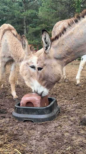 Rescued donkeys, enjoying their mineral block. #rescueanimals #Donkeys | Horse Plus Humane Society