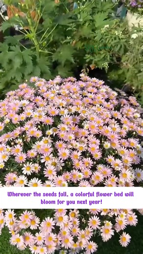 13K views · 82 reactions | Pyrethrum Daisy – The “Mosquito Slayer”! | SRK | Facebook