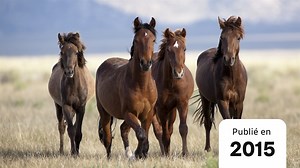 Le cheval, d'hier à aujourd'hui