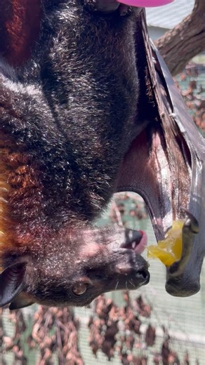 51K views · 5K reactions | We saw that today is National Eat Your...