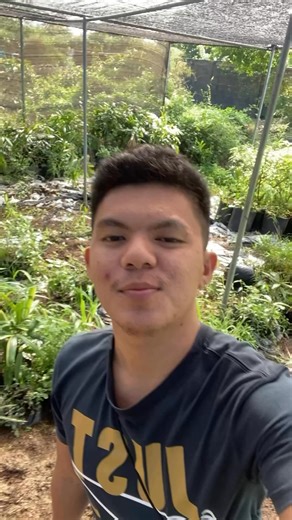 After 3 Week - Thesis project ( December 21, 2025 ) Distractive Cuttings Samples begin 🪴🪴🪴 #plantitosplantitas #viralpost2025 #experimentalthesis#SilverButtonwood #plantitosplantitas #horticulturestudent | Bigboy darkz pots