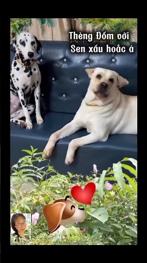 Thèng Đốm với Sen xấu hoắc