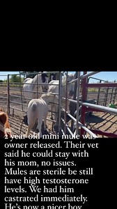 2 year old mini mule was owner released. Their vet said he could stay with his mom, no issues. Mules are sterile be still have high testosterone levels. We had him castrated immediately. He’s now a nicer boy | Partnering Together to Save At Risk Donkeys in Texas - DD Donkeys