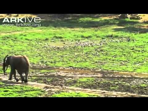 Wild african grey parrot flock