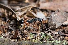 Myrmecia esuriens - Alchetron, The Free Social Encyclopedia