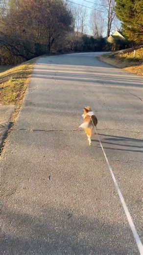 Old video of Bernie💗💗💗🙂 #edit #comedyvideos #funny #puppy #funnyshorts