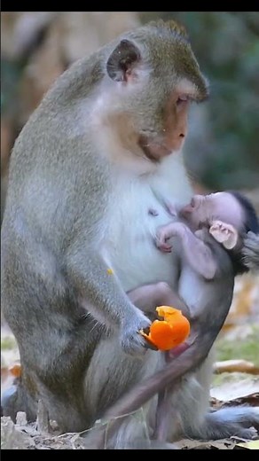 Monkey species: The mother monkey warned her baby monkey not to nurse.