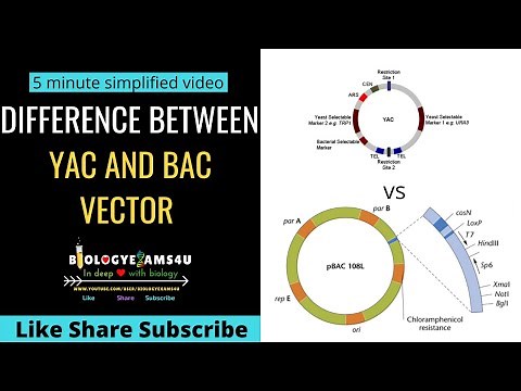 Difference Between BAC and YAC Gene Cloning Vectors ||Biologyexams4u