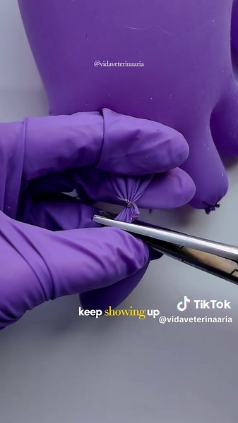 Veterinary Surgery Insights