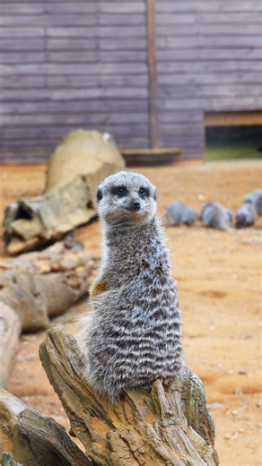 Feeding time = Meerkat Madness! Who can spot Steve McQueen 😃 #MeerkatMadness #AnimalLovers #Meerkats #MeerkatFeeding | Jimmy's Farm & Wildlife Park