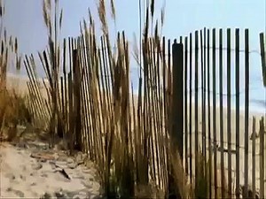 Beach Scene from Wedding Crashers