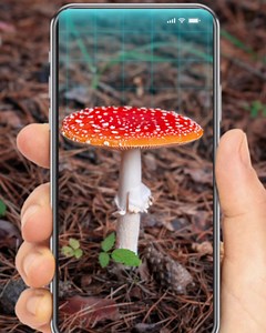 11K views · 5.6K reactions | Is this edible❓ | Plant Identifier X | Facebook