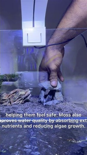 Why Every Aquarium Needs Moss! Amazing Benefits for Fish & Shrimp #moss #aquarium