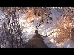 Mule Deer Hunting In The Heat Of The Rut With Willow Creek Outfitters Alberta Canada