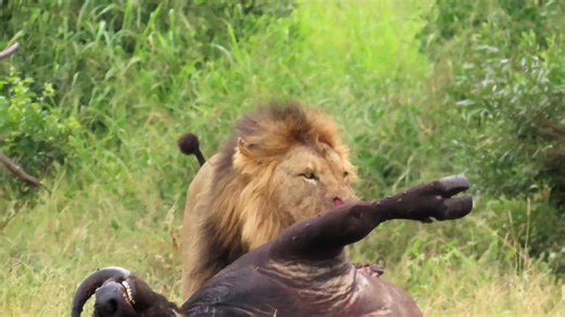 Big male lion feeding on big buffalo bull #wild #epic #leo #lions #wildlife #nature | African Bush Kingdom