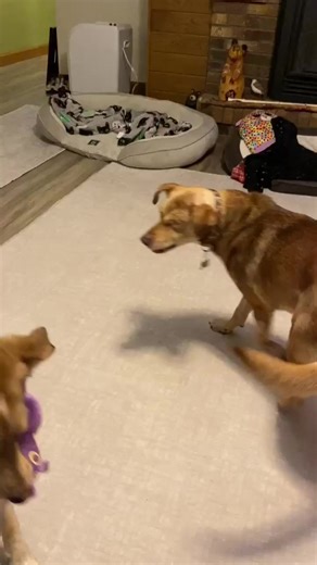 SAMSON’S NEW SISTER TRYING TO TEACH HIM TO PLAY TUG 😂 | PigPig Of St. Albans