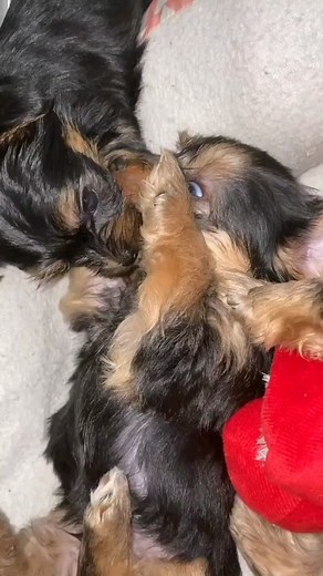 116K views · 491 reactions | This yorkies are too cute words a lone can't explain this beauty. @sarahs__yorkie | Yorkies Gram | Facebook