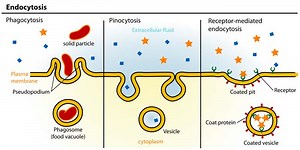 Pinocytosis Definition | Phagocytosis | Pinocytosis | Endocytosis